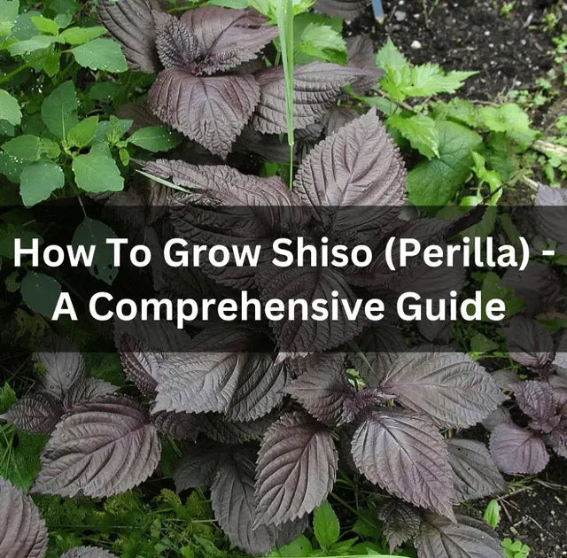 Grow shiso at home: warm soil, light-required seeds, bushy plants, and zero  spread