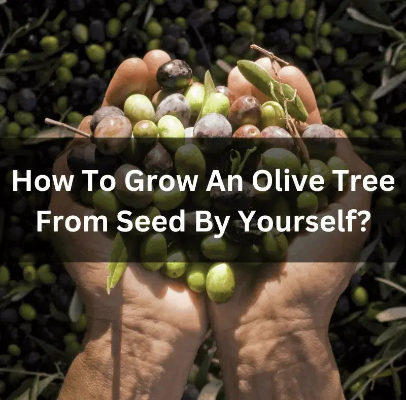 Grow olive trees at home: warm sun, sharp drainage, long patience