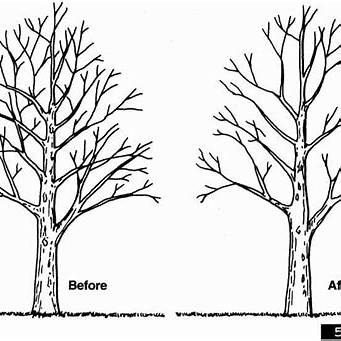 Tree Pruning Tips for Healthy, Productive Growth
