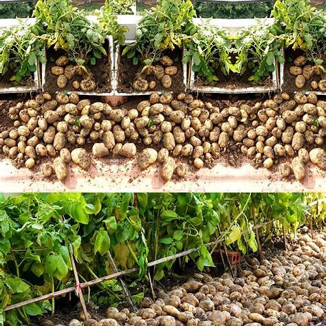 The Ultimate Guide to Container Potato Gardening: Grow Your Own Spuds