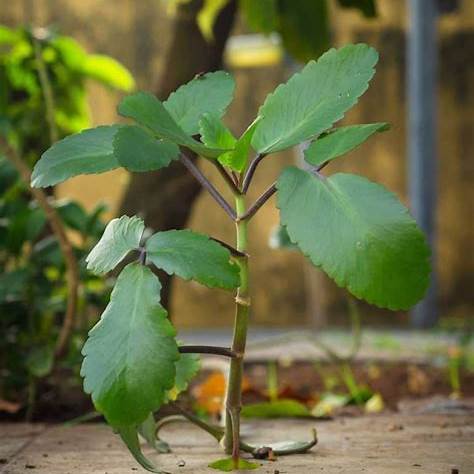 Discover 11 Surprising Benefits of the Miracle Leaf (Leaf of Life)