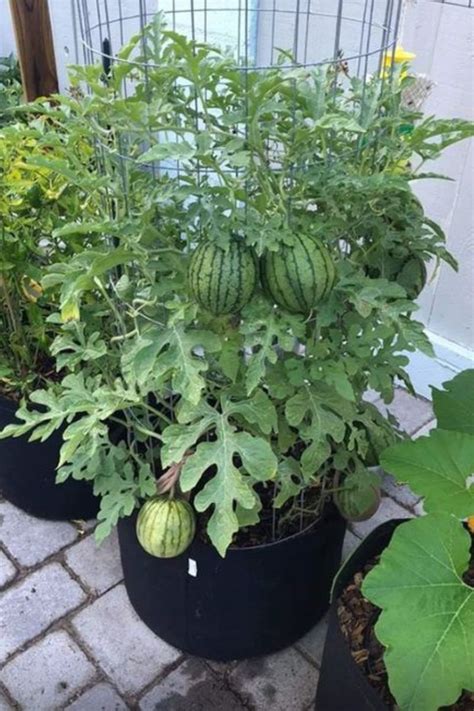plants on trellis H Potter Garden Trellis - Large Black Geometric