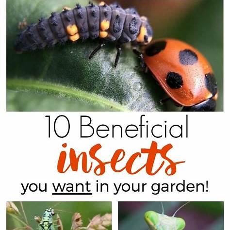 Top 12 Beneficial Insects for Your Garden and How to Attract Them