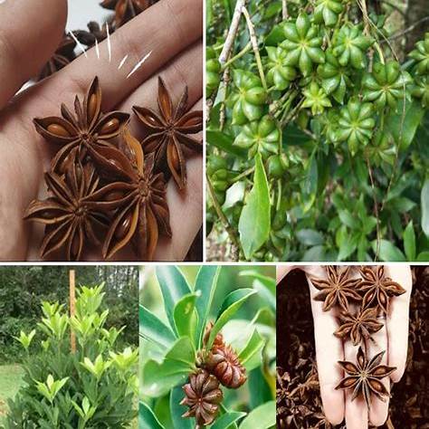 From Seed to Spice: A Comprehensive Guide to Growing Anise in Containers