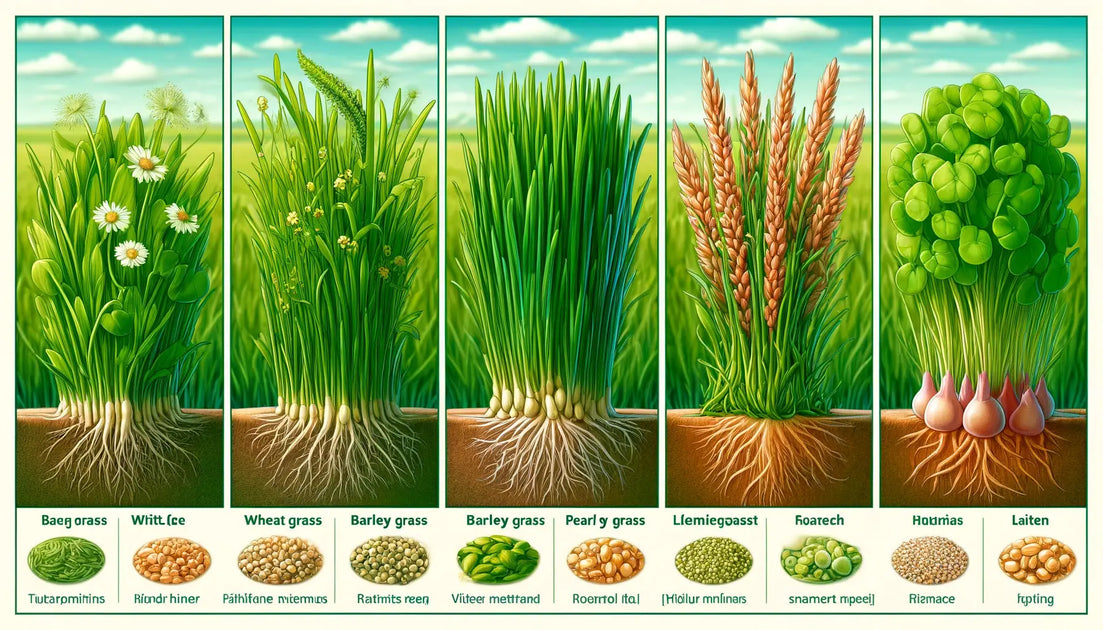 Survival Diet: Eating Grasses for Nourishment