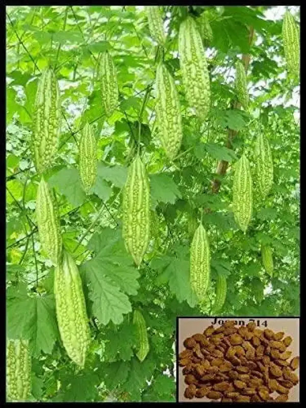 planting karela seeds Bitter Melon Seeds: Full Sun Planting Bitter Gourd