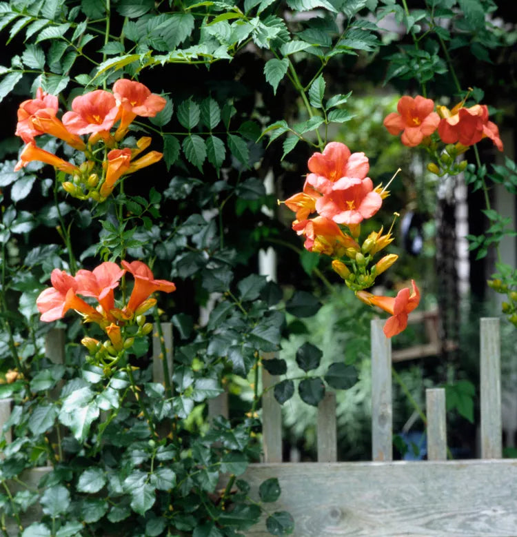 trumpet vine seeds planting Trumpet Vine seeds (Campsis radicans) wild vigor, hummingbird magnet 4 pack  x 100 seeds