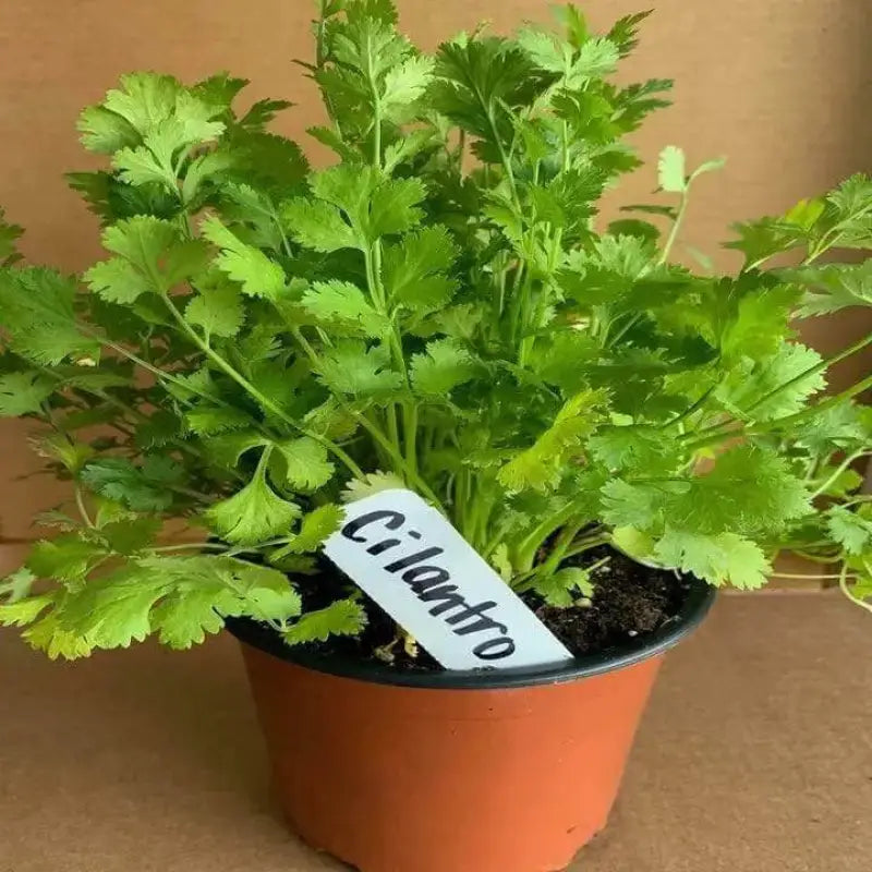 Cilantro Seeds: Versatile Herb 300 seeds Chinese Parsley, Dhania