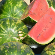 65 Seeds Sugar Baby Watermelon Seeds Non-GMO & Sweet Citrullus Lanatus Fruit Seeds for Planting - The Rike Inc