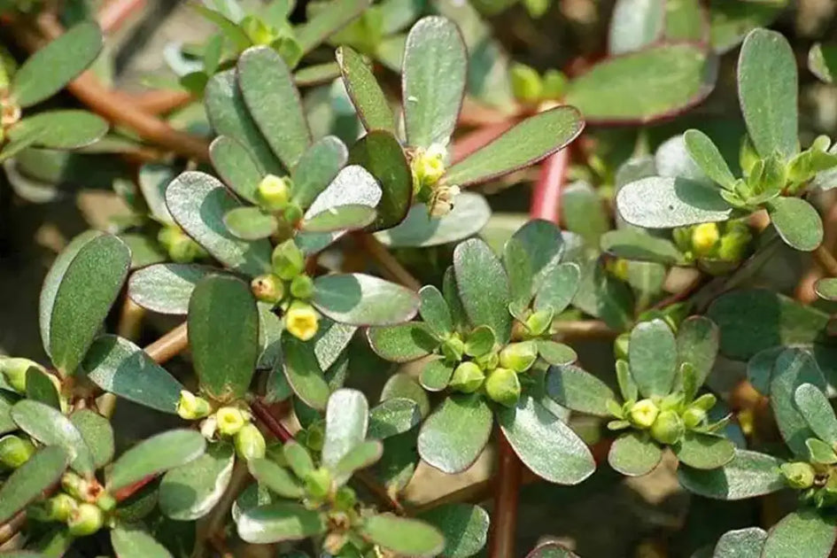 golden purslane plant 3 pack x 2000 Golden Purslane Seeds