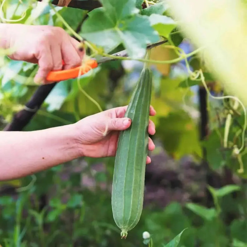 planting luffa gourd seeds 4 pack x 100 Luffa plant seeds for planting Sponge Gourd Ghosaval, Loofa seeds