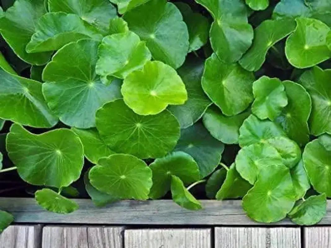 Green Gotu Kola Big Leaf Centella Asiatica Organic Vegetable Planting  Non-GMO Indian Pennywort 4 Pack x 500 Seeds for Medicinal Culinary Use USDA  Zones 8-12