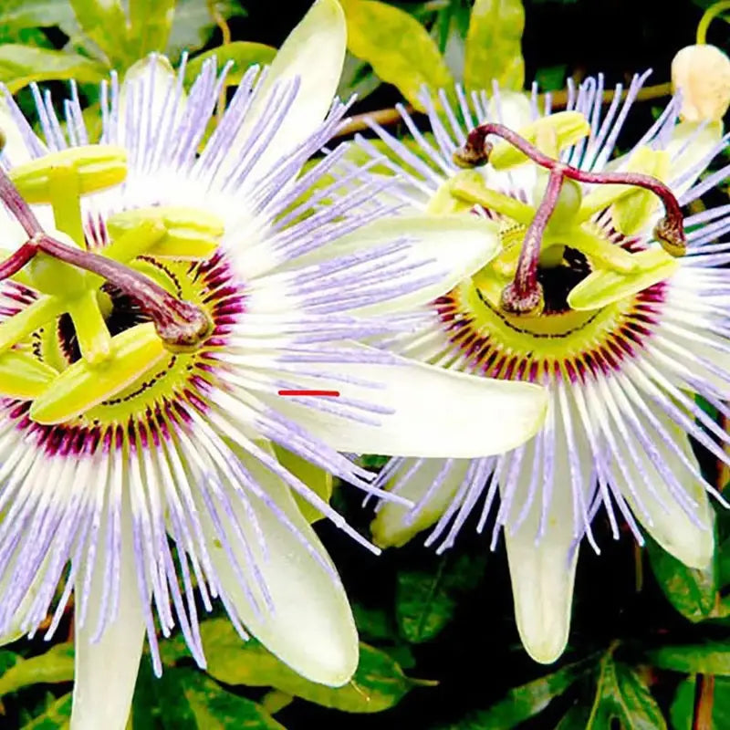 passion flower seed planting Lac Tien Passionflower Seeds for Planting 6 pack x 60 seeds