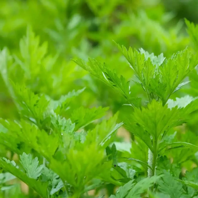 mugwort plant seeds Medicinal Mugwort Seeds Wormwood Seeds for Vibrant Gardens 2 pack x 150  seeds