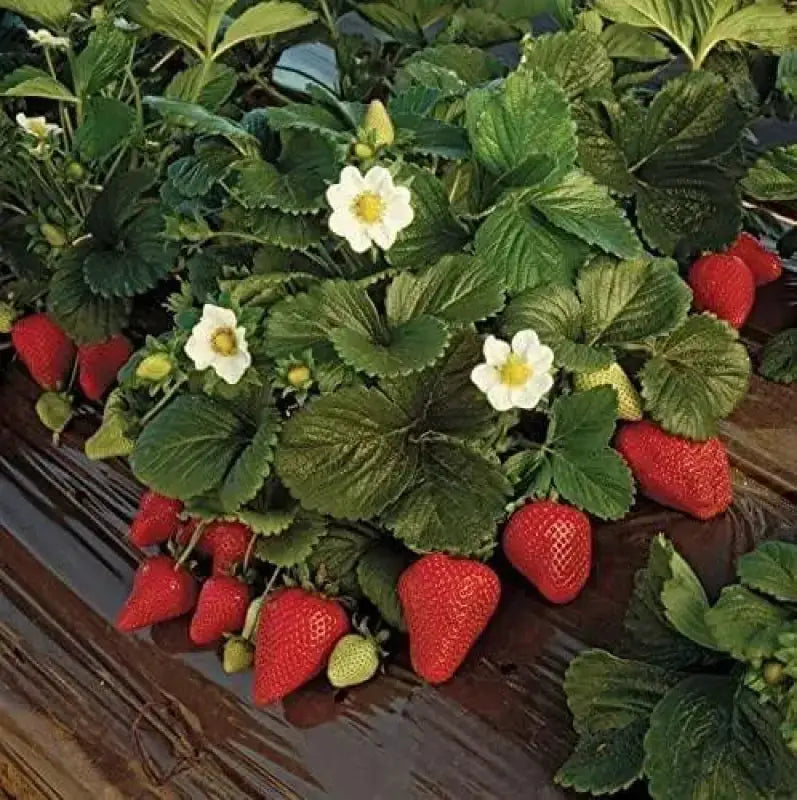 certified organic strawberry seeds 2 pack x 1200 seeds Organic Strawberry Seeds for Year-Round Planting