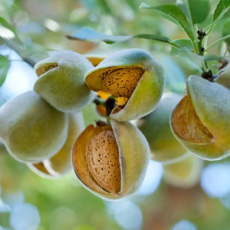 3 pack x Raw Almond Seeds for Planting 10 seeds Grow Prunus Dulcis for  Edible Nuts medicinal plants
