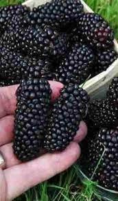 60 Seeds Giant BlackBerry Seeds Black Berry Raspberry Seeds Huge Fruit Rubus Bush Fruit Jocad Giant Fruit Seeds - The Rike Inc