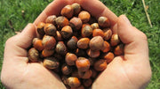 90 Seeds American Hazelnut Tree Seeds Filbert Corylus Americana Fruit Nut Seeds Semillas Graines - The Rike Inc