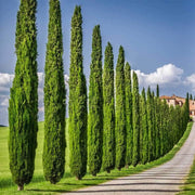 200 Seeds - Italian Cypress Tree Seeds (Cupressus Sempervirens Stricta) | Tuscan, Graveyard Mediterranean Cypress | Cypress of Sardinia or Mediterranean Pencil Pine Seeds - The Rike - The Rike Inc