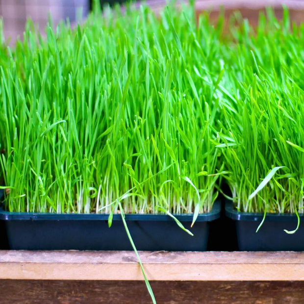 12000 Seeds - Wheat Grass Seeds - Grain Wheat Seeds | for Planting Green Blood Therapy, Wheatgrass Shots, Fresh Wheatgrass or Sprouts Wheatgrass Seeds for Sprouting & Making Wheatgrass Juice