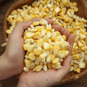 400 Seeds - Field Corn Seeds - Yellow Dent Corn/Kernels Grain Corn Seeds or Field Corn Seeds for Corn Meal, Grinding & Planting | Heirloom Non-GMO Seeds for Planting - The Rike The Rike