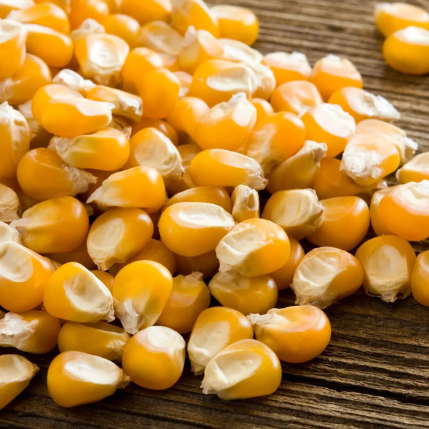 400 Seeds - Field Corn Seeds - Yellow Dent Corn/Kernels Grain Corn Seeds or Field Corn Seeds for Corn Meal, Grinding & Planting | Heirloom Non-GMO Seeds for Planting - The Rike The Rike