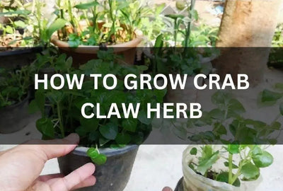FULL GUIDE ON HOW TO GROW CRAB CLAW HERB (PEPEROMIA PELLUCIDA)