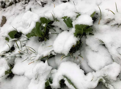 Six Plant Suggestions for Winter Yard Work