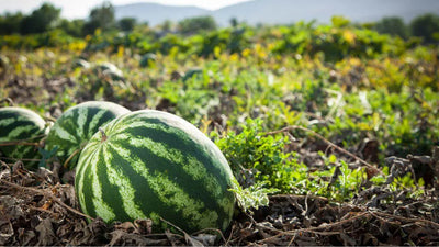 A Comprehensive Guide to Identifying Ripe Watermelons and Optimal Storage