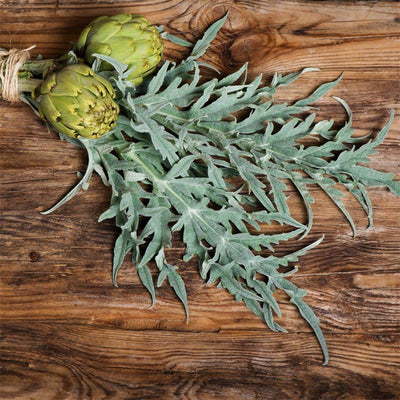 The Ultimate Guide to Artichoke Leaf: Growing, Benefits, and Uses