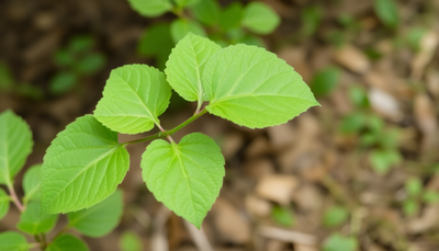 Harnessing the Healing Power of Gotu Kola: A Deep Dive into Its Health Benefits, Uses, and Cultivation Tips