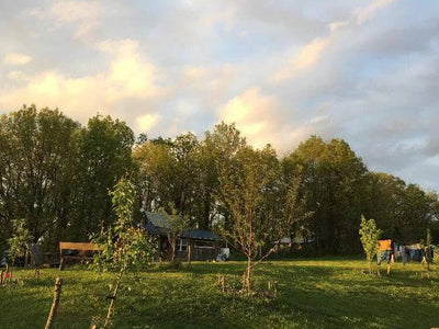 How to Choose the Perfect Fruit Trees for Your Homestead