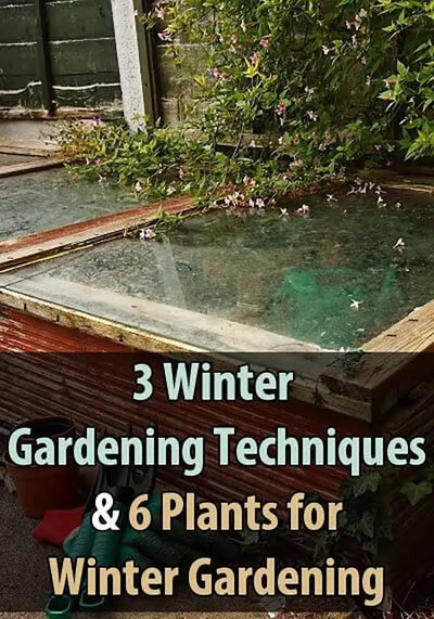 Winter Gardening: Thriving with Sprouts, Shoots, and Hardy Plants