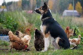 Make Your Dog Companionable with Your Chickens