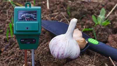 A Comprehensive Guide to Growing and Harvesting Garlic in Your Garden