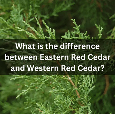 What Is The Difference Between Eastern Red Cedar And Western Red Cedar?