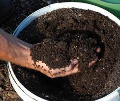 Where to Find Compost Soil Free of Herbicide