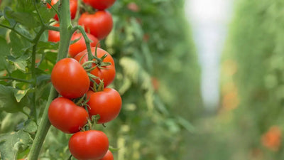 A Comprehensive Guide to Growing Tomatoes from Seed