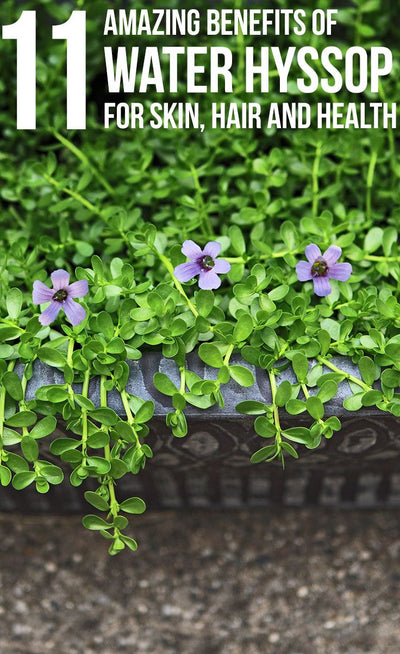 ﻿﻿﻿﻿﻿﻿﻿﻿﻿﻿﻿﻿﻿The Ultimate Guide to Bacopa Monnieri Tea: Growing, Benefits, and Uses