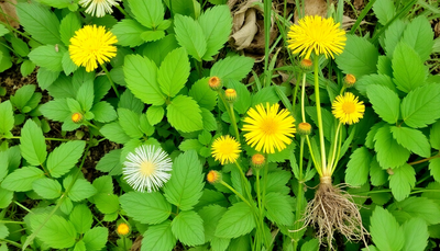 A Garden's Quiet Pharmacy: Turning Common Weeds into Trusted Home Remedies