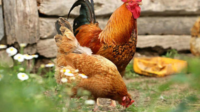 Keeping Your Feathered Friends Safe: A Guide to Preventing Bird Flu in Poultry