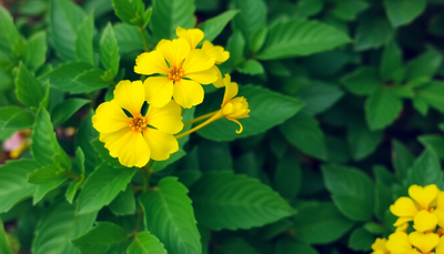 Unlocking the Benefits of Champaca Fasciculata: A Comprehensive Guide to This Enigmatic Plant
