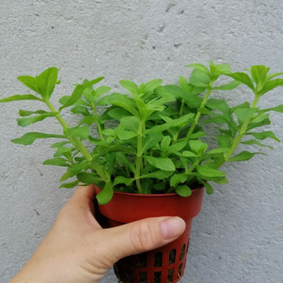 Rice Paddy Herb from Seed: Moisture, Light & Aromatic Yield