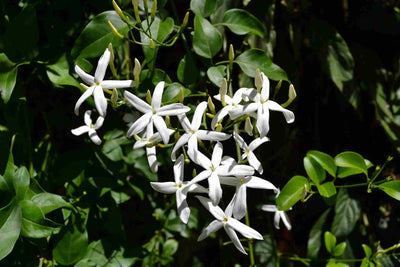 Guide to Dried Jasmine Buds Tea: Fragrant and Healthful Herbal Beverage