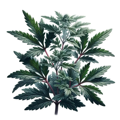 Exploring Mugwort: The Multifaceted Herb for Health, Dreams, and Culinary Delights