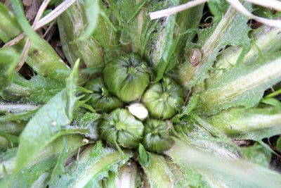 How to Make Dandelion Capers: Pickled & Lacto-Fermented Buds Recipe
