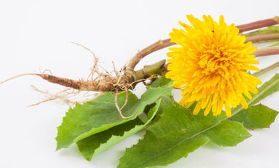 Discover Dandelion Root: Your Detox Powerhouse
