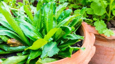 Growing Culantro: Planting, Care, and Harvesting This Tasty Herb