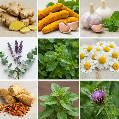 Unlock Wellness: Top Medicinal Herbs for Everyday Use