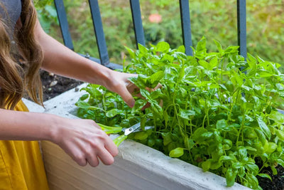 How to Harvest Basil Without Killing the Plant: Extend the Harvest All Summer